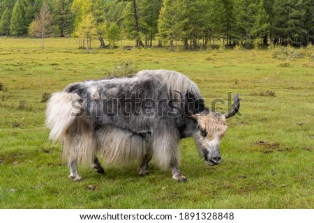 Yak with great horns grazing on the steppe of Mongolia amongst woodland with firs and larchs.