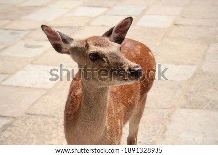 Nara Park, Japan (Deer picture￼)