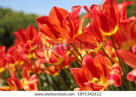 Colorful flowers blooming in the tulip field