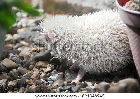 The mini cinnicot porcupine is a popular pet. This type of porcupine is the result of cross-breeding between cinnamon and apricot species. These mini porcupine eat everything, or are called omnivores.