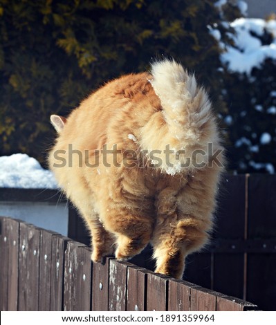 Ginger siberian cat outdoors in winter