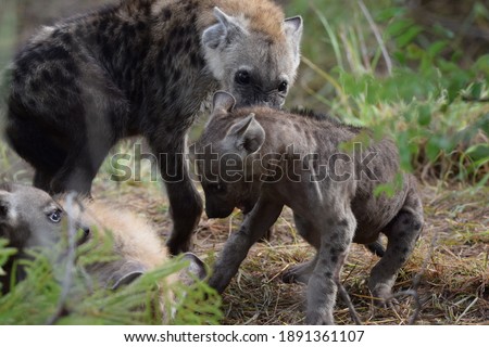 Hyena cubs playing with each other