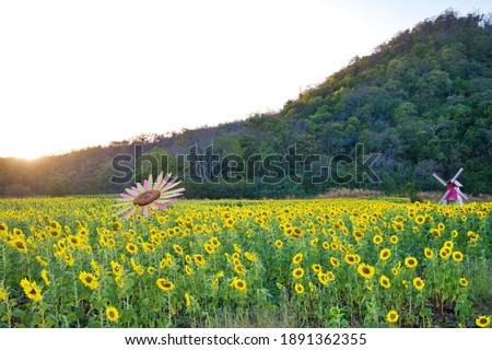 
Sunflower field, check-in point, take pictures behind the sky and mountains.