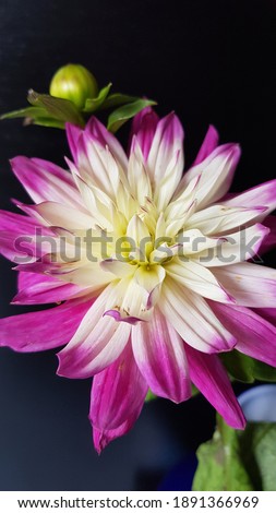 Close up of pink and white dahlia flower on dark background