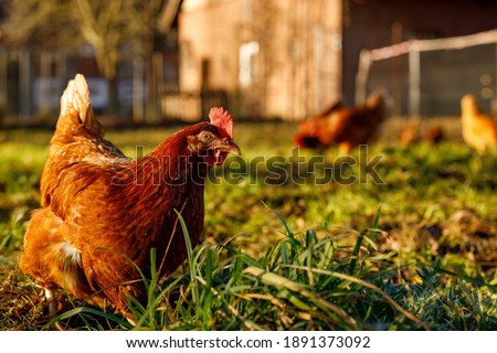 Free range organic chickens poultry in a country farm on a winter morning, germany Royalty-Free Stock Photo #1891373092