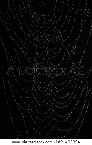 macro photography of cobweb covered in water drops on black background