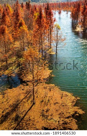 red wood trees in lake