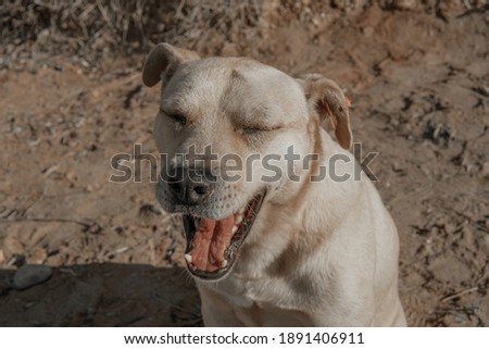 Muzzle of a yawning yard dog close-up