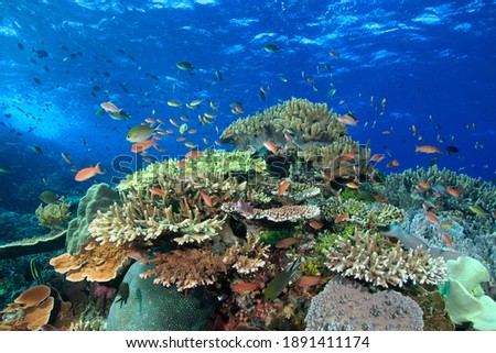 Vibrant coral reef scene in tropical water. Underwater image taken scuba diving in Komodo, Indonesia