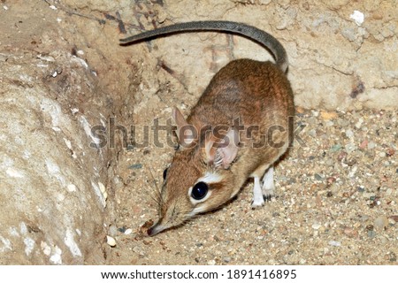 Rufous elephant shrew (Elephantulus rufescens) Royalty-Free Stock Photo #1891416895
