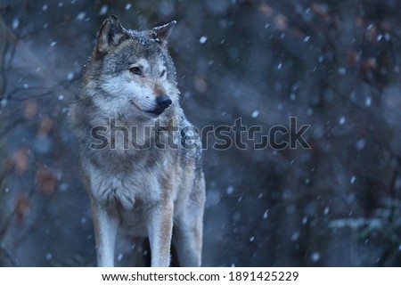 Eurasian wolf in white winter habitat,. Beautiful winter forest. Wild animals in nature environment. European forest animal. Canis lupus lupus.