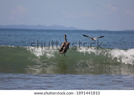 flying pelicans in action, Costa Rica, Central America