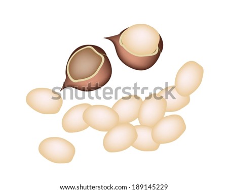 A Pile of Shelled and Unshelled Macadamia Nuts Isolated on White Background, Good Source of Dietary Fiber, Vitamins and Minerals. 
