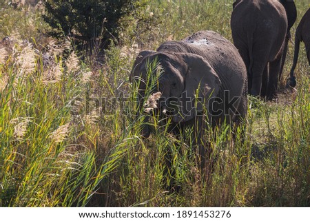 An elephant eating the grass in South Africa