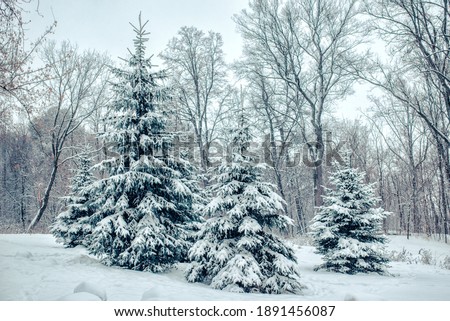 Winter forest landscape.  Fir trees and maples covered with snow after the heavy snowfall.