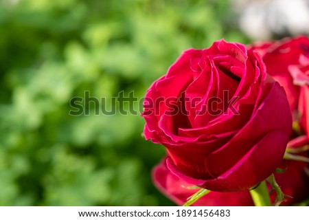Red Rose Petal for lovers. Celebration and special event concept: Close up and focus on a very red rose in front of green background with copy space. 