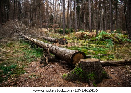 Felling trees in the commercial forest. Royalty-Free Stock Photo #1891462456