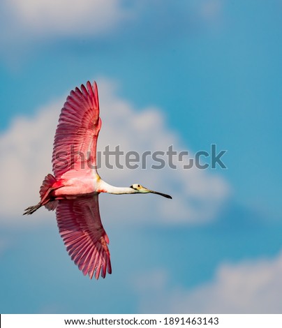 Rosette spoonbill flies with wings wide and blue sky