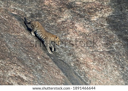 Leopard climbing down the hill at Sodha village in Rajasthan