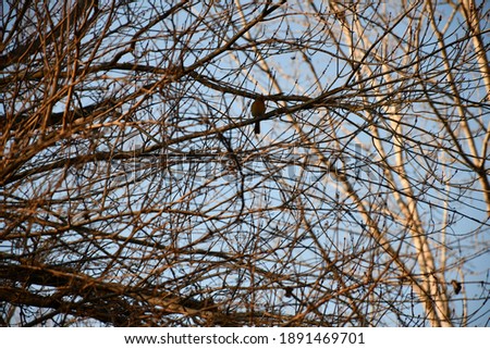 A bird up in some branches. The tree’s leaves have fallen. Picture taken in St. Peters, Missouri.