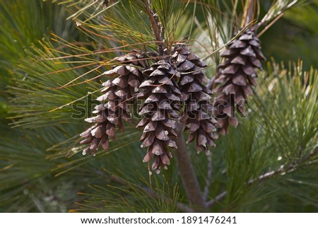 Loui Eastern white pine (Pinus strobus 'Louie') Royalty-Free Stock Photo #1891476241