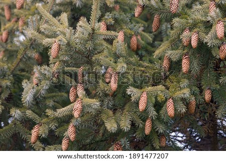 Purple cone spruce (Picea purpurea). Hybrid between Picea likiangensis and Picea wilsonii probably. Synonym: Picea likiangensis Purpurea Royalty-Free Stock Photo #1891477207