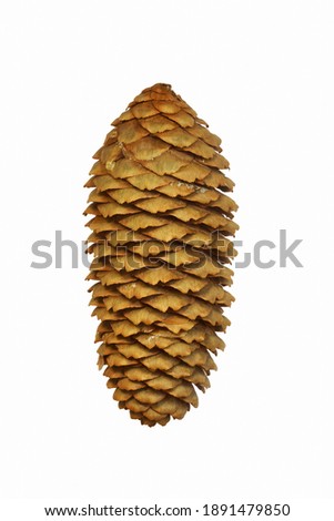 Cone of Dragon spruce (Picea asperata) Royalty-Free Stock Photo #1891479850