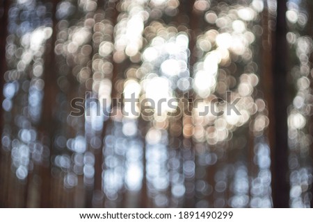 blurred background of pine forest in winter