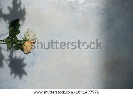 rose flower under the sun with leaf shadow