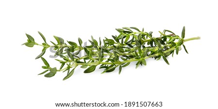 Thyme  fresh isolated on white background. Spice closeup. Royalty-Free Stock Photo #1891507663