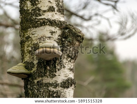picture with bitters on an old birch trunk, dying trees on the shore of a flooded lake
