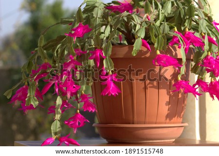 Schlumbergera. Flowering red flowers in bright sunlight. Succulent plant. Royalty-Free Stock Photo #1891515748