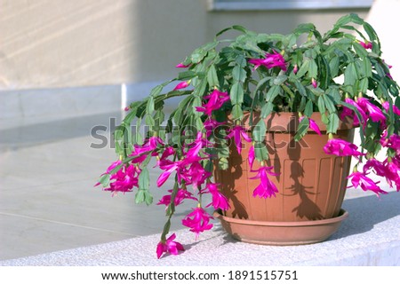 Schlumbergera. Flowering red flowers in bright sunlight. Succulent plant. Royalty-Free Stock Photo #1891515751