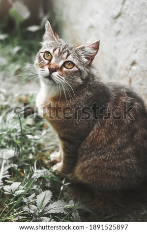 Blurred background. Portrait of a fat striped cat looking away on a background of green plants, pet walking outdoors, funny animals on nature. Beautiful cat. Vertical art photo.