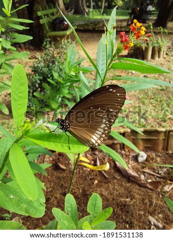 beautiful brown butterfly capture nature 