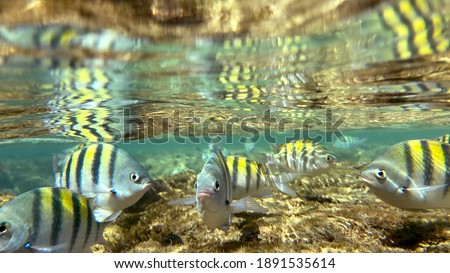 Transparent water sea sub aquatic photo wonderful fish floor like aquarium