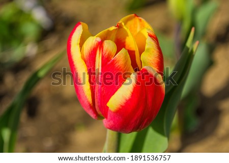 Yellow-red tulip flower (Latin: Tulipa) close-up. Blurred background. Soft selective focus.