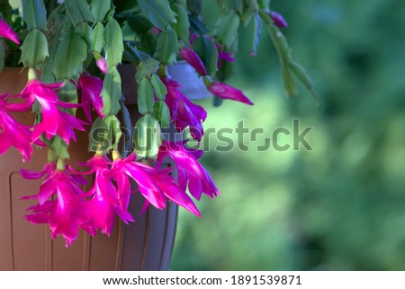 Flowers close up. Contrast of sunlight and shadow.   Schlumbergera plant. Zygocactus. Purple flowers background.  Royalty-Free Stock Photo #1891539871