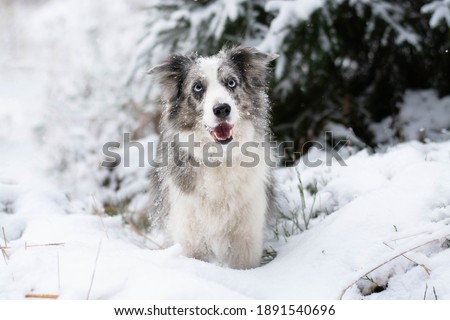 Blue merle bordr collie dog with amazing blue eyes running in the snow in the winter.