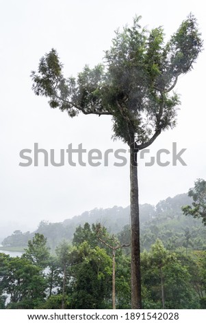 beautiful shot photo tea plantations greenery tall pine trees mountainous terrain cloudy fog mist natural scenery roads india tamilnadu munnar lake dam 