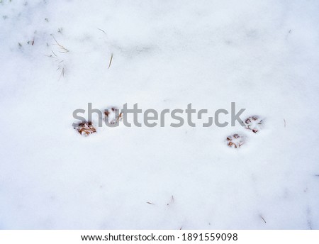 animal footprints on white snow in winter forest