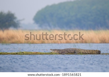 A Mugger Crocodile Captured At Vadhwana Wetland Gujarat 