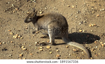 African baby kangaroo sits and eats. Kangaroo in the open spaces of Africa. Animal in the wild