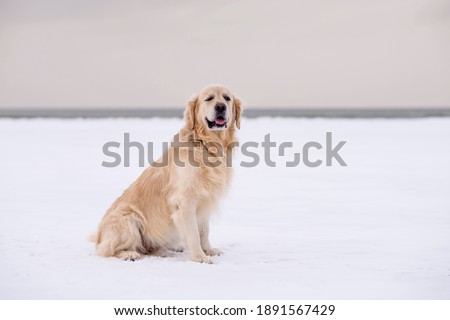 Winter photos of the dog. Golden retriever.