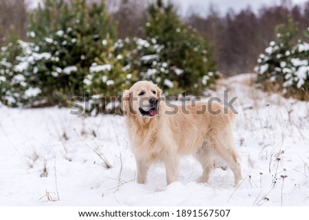 Winter photos of the dog. Golden retriever.