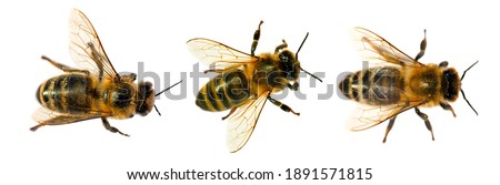 Set of three bees or honeybees in Latin Apis Mellifera, european or western honey bee isolated on the white background Royalty-Free Stock Photo #1891571815