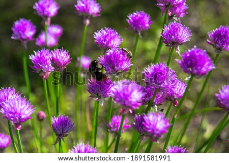 Beauty purple texture and awesome floral composition. Close up of Persian onion. Best floral picture for covers, banners, posters.