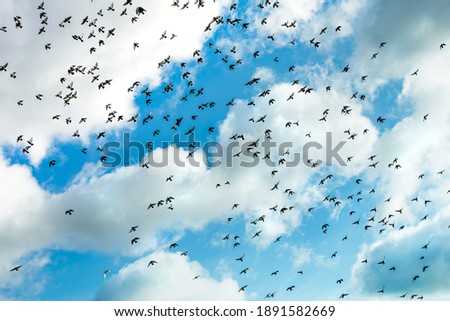 a scattering of flying birds on a cloudy blue sky	
