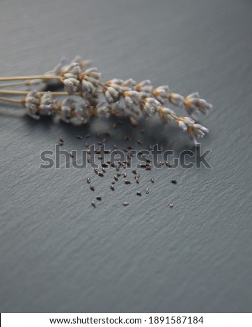 Seeds of lavender,  Lavandula angustifolia, Lavandula officinalis on dark background