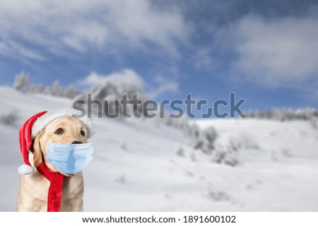 Cute domestic dog with face mask in winter